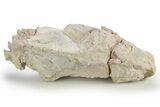 Bargain, Fossil Oreodont (Merycoidodon) Skull - South Dakota #249267-4